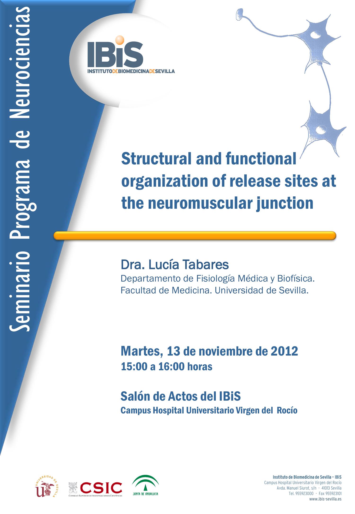 Poster: Structural and functional organization of release sites at the neuromuscular junction.