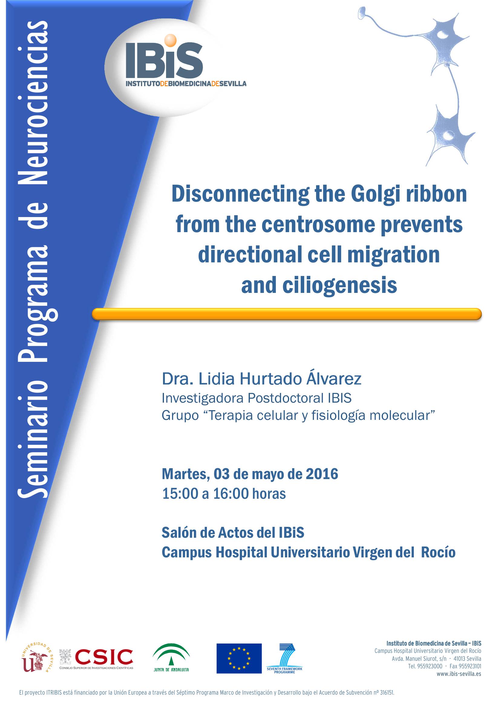 Poster: Disconnecting the Golgi ribbon from the centrosome prevents directional cell migration  and ciliogenesis