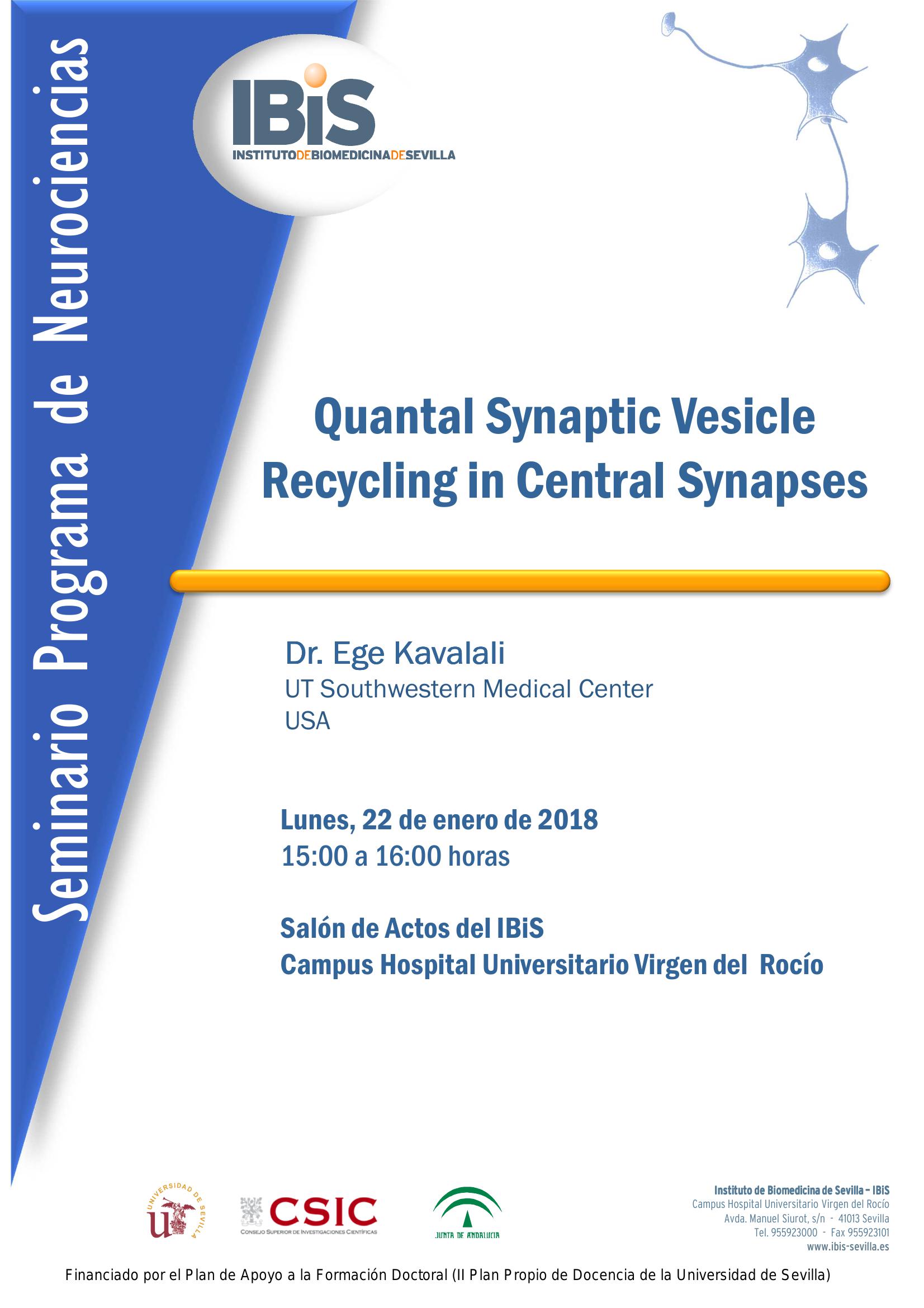 Poster: Quantal Synaptic Vesicle  Recycling in Central Synapses