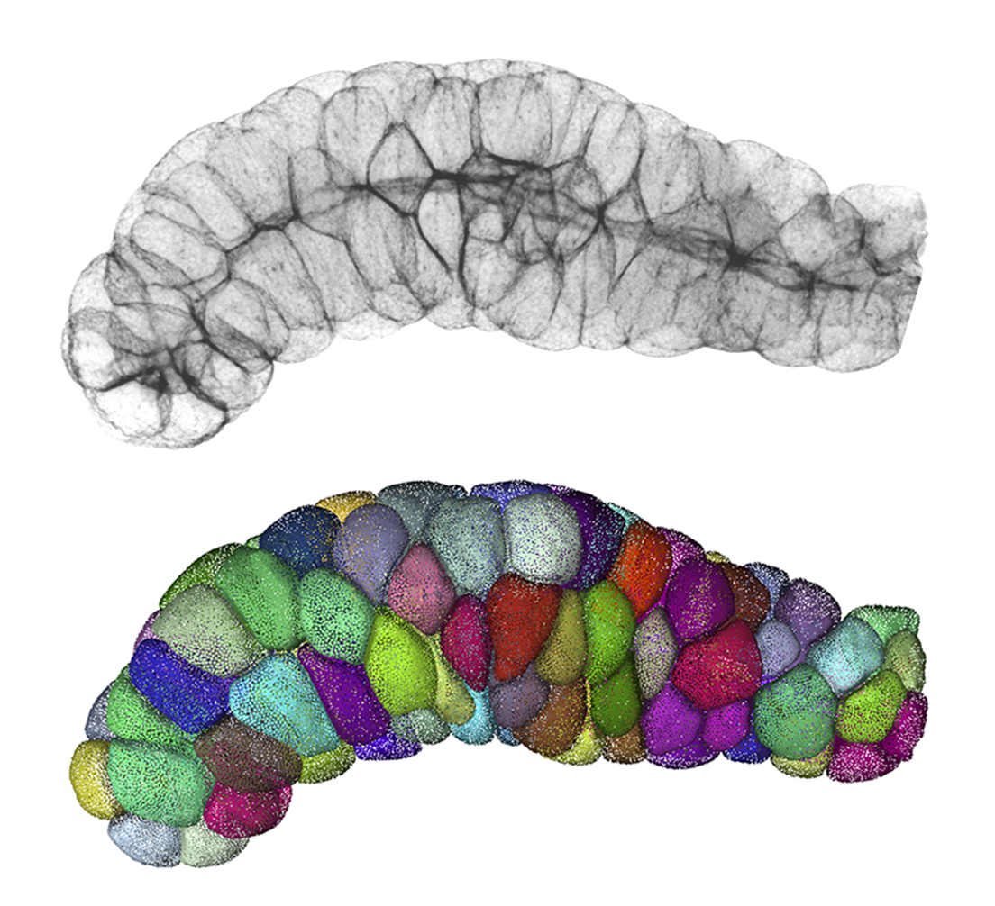 Tejido Glandular